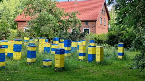 Bienenkaesten in den Farben der Ukraine im litauischen Dorf Bittehnen an der Memel